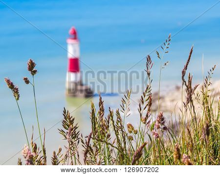 Wild flowers and Beachy Head Lighthouse as blured background. Eastbourne East Sussex England. Selective focus