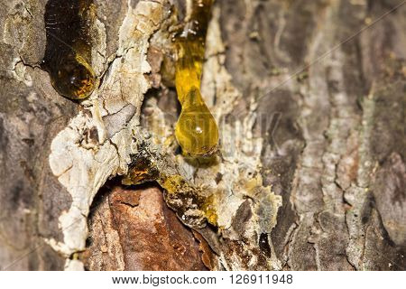The Yellow Drop Of Resin On A Tree