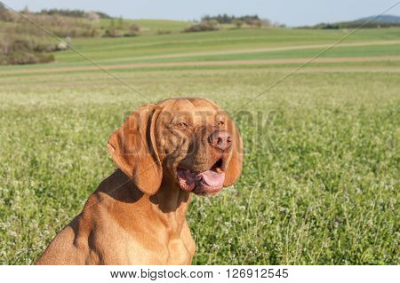 Hungarian hunting hound on a greenfield site. Spring sunny day on hunting with dogs. Viszla on a green field. Hound.