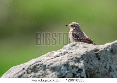 Female of northern wheatear (Oenanthe oenanthe) in wild nature