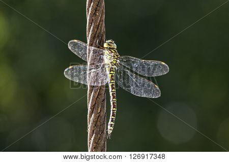 A female Green hawker on a cable