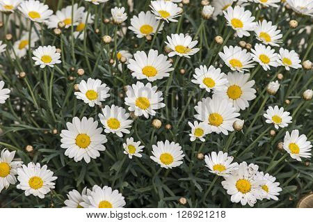 A Busch of blooming Marguerites in spring