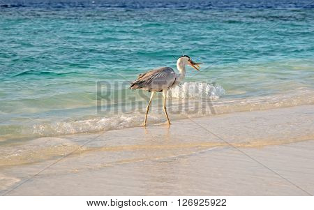 Gray heron fishing at sunset on the beach