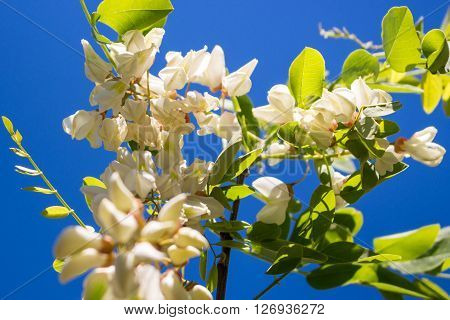 White acacia blooms on the spring sun over blue sky
** Note: Shallow depth of field
