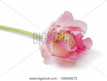 Angelique. Pink Colored Tulip Flower Isolated on White Background