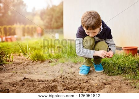 Child Sowing Vegetables In The Home Garden.