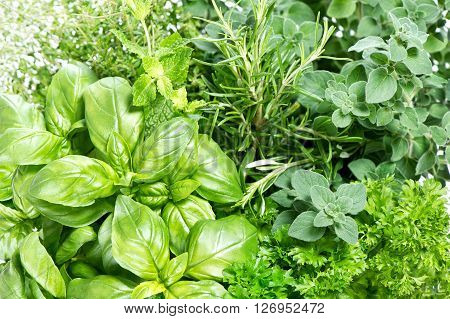 Closeup of fresh herbs. Parsley basil rosemary thyme mint marjoram