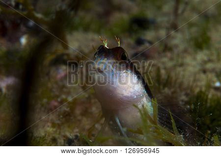A Small Fish Comes Out On The Rock
