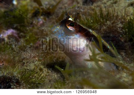 A Small Fish Comes Out On The Rock