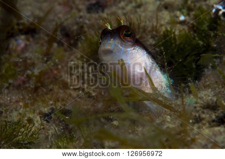 A Small Fish Comes Out On The Rock