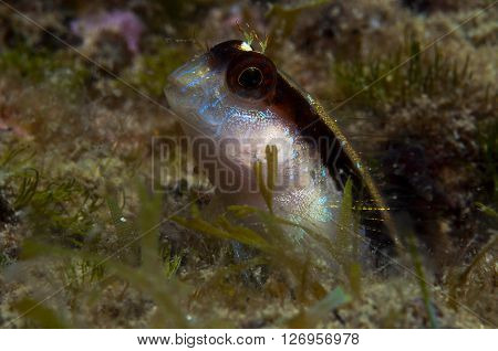 A Small Fish Comes Out On The Rock