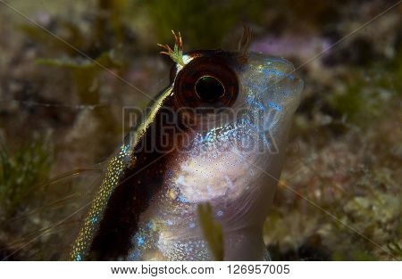 A Small Fish Comes Out On The Rock