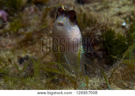 A Small Fish Comes Out On The Rock