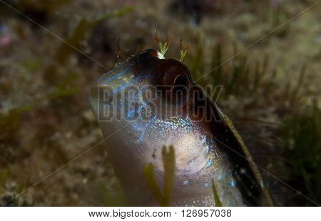 A Small Fish Comes Out On The Rock