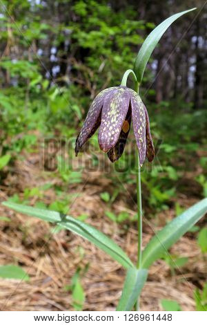A Chocolate Lily (Fritillaria affinis) blooming in the forest
