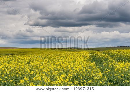 A field of Rapeseed (Brassica napus), also known as rape, oilseed rape, rapa, rappi, and rapaseed, under a sky filled with stormy clouds.