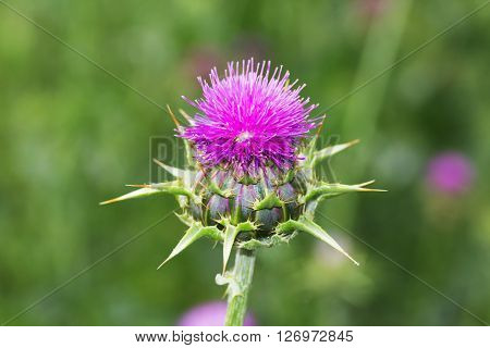 Wild Flowers