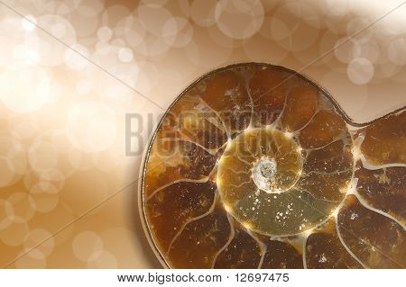 Ammonit