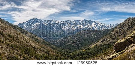 Panoramic view of snow capped Asco Mountains and Monte Cinto in Corsica with a pine covered valley in the foreground and blue skies above
