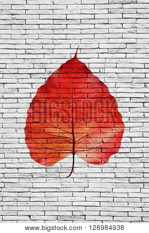 Red Pipal leaf on bricks wall texture