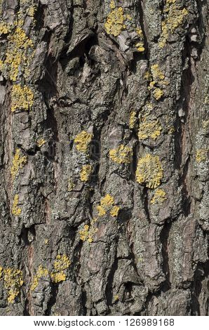 Background bark of an old tree. Texture bark of an old tree with lichen. Moss and lichen on bark of an old tree. Vertical shot.