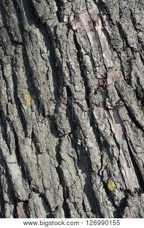 Bark moss lichen textured  background  old tree photo . Vertical shot.