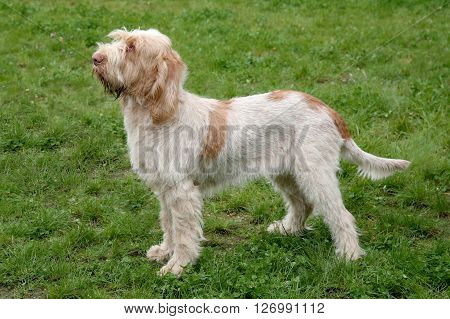 Typical Spinone Italiano dog in the spring garden