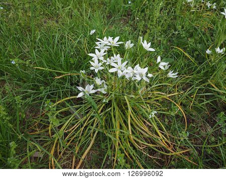 Star Of Bethlehem Flower