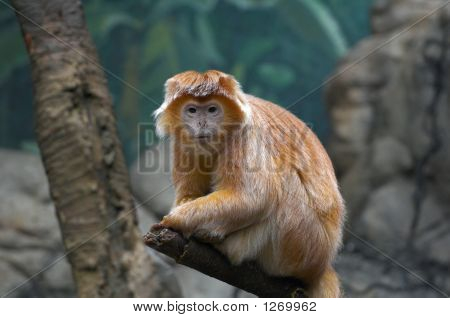 Singe regardant fixement