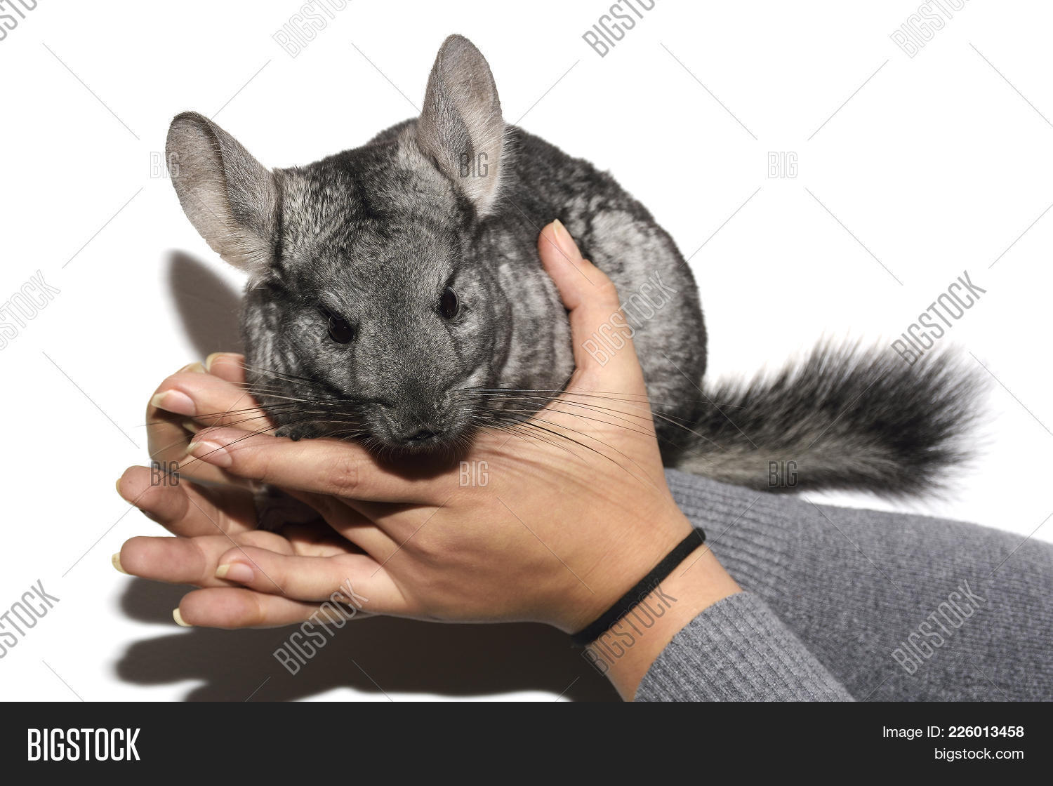 Is A Chinchilla A Good House Pet