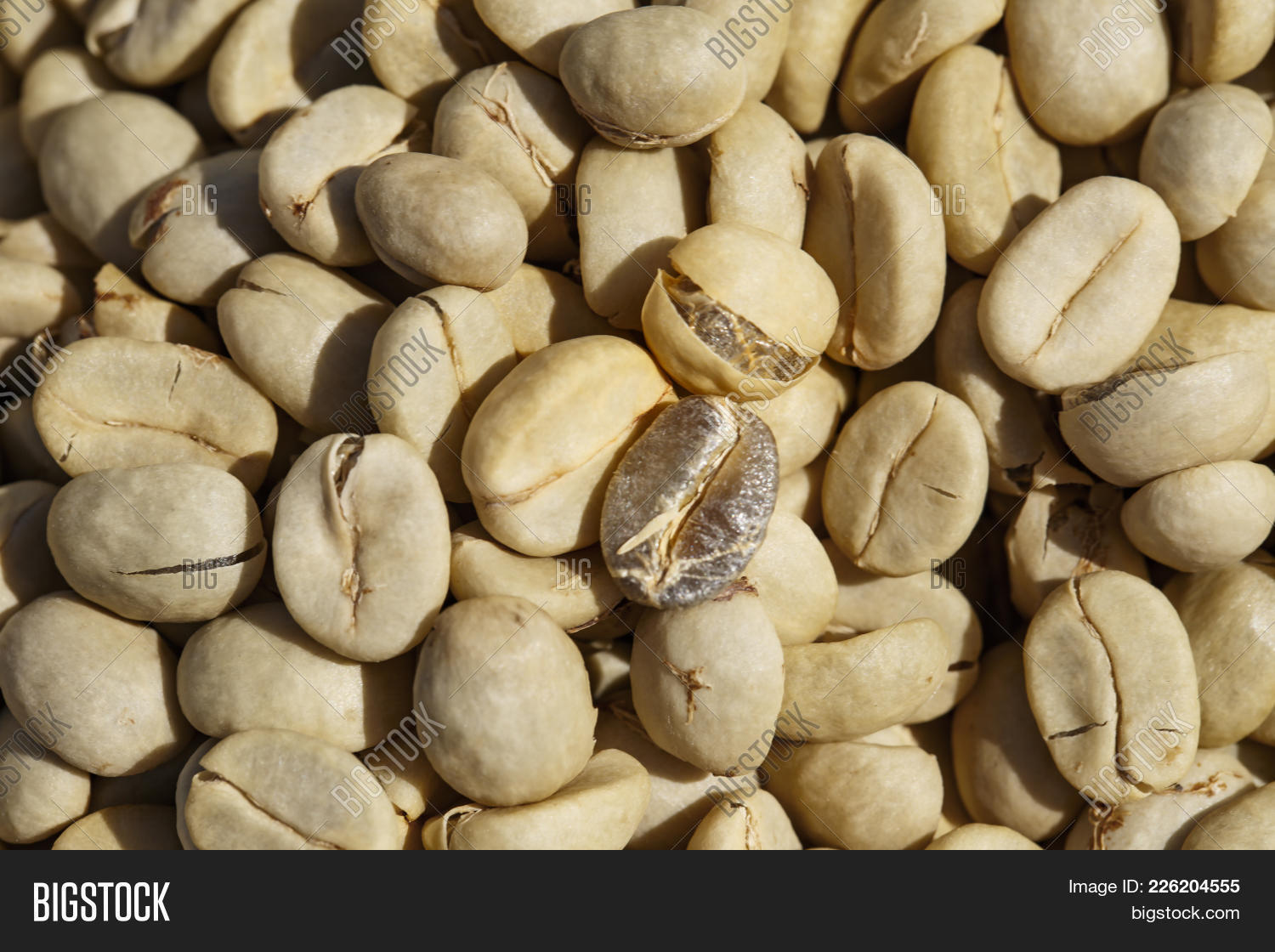 Coffee Beans Parchment Image & Photo (Free Trial) Bigstock
