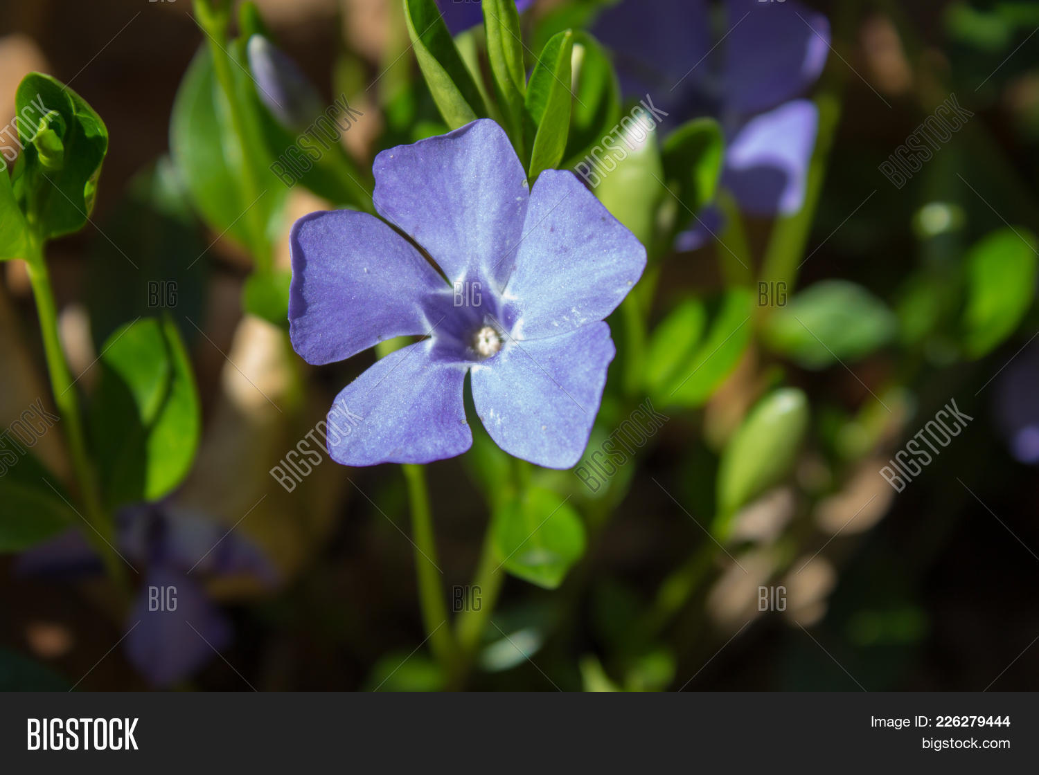 flower periwinkle powerpoint template flower periwinkle powerpoint