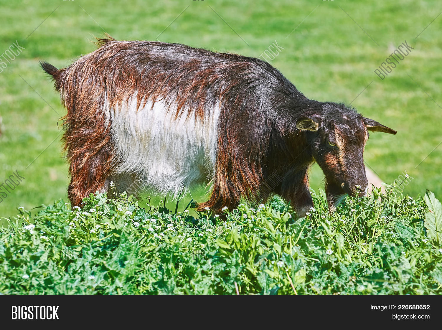 Goat Eating Grass Image & Photo (Free Trial) Bigstock
