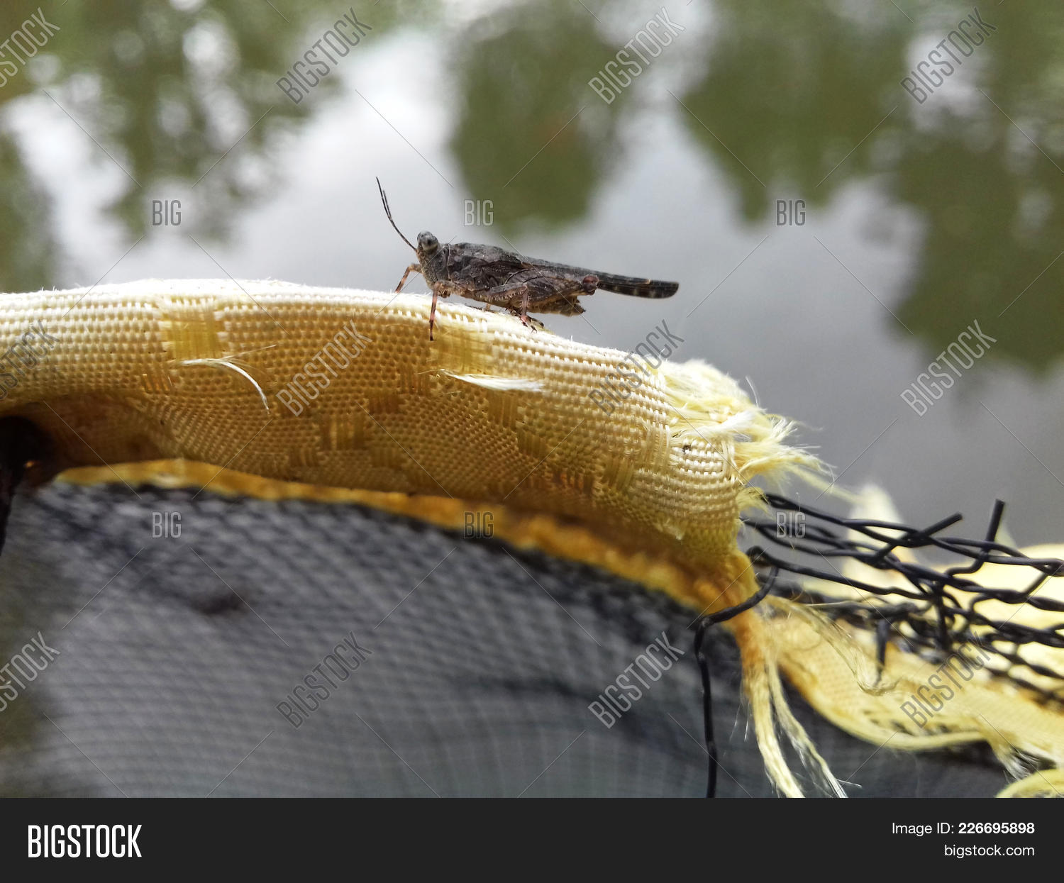 Image Preview