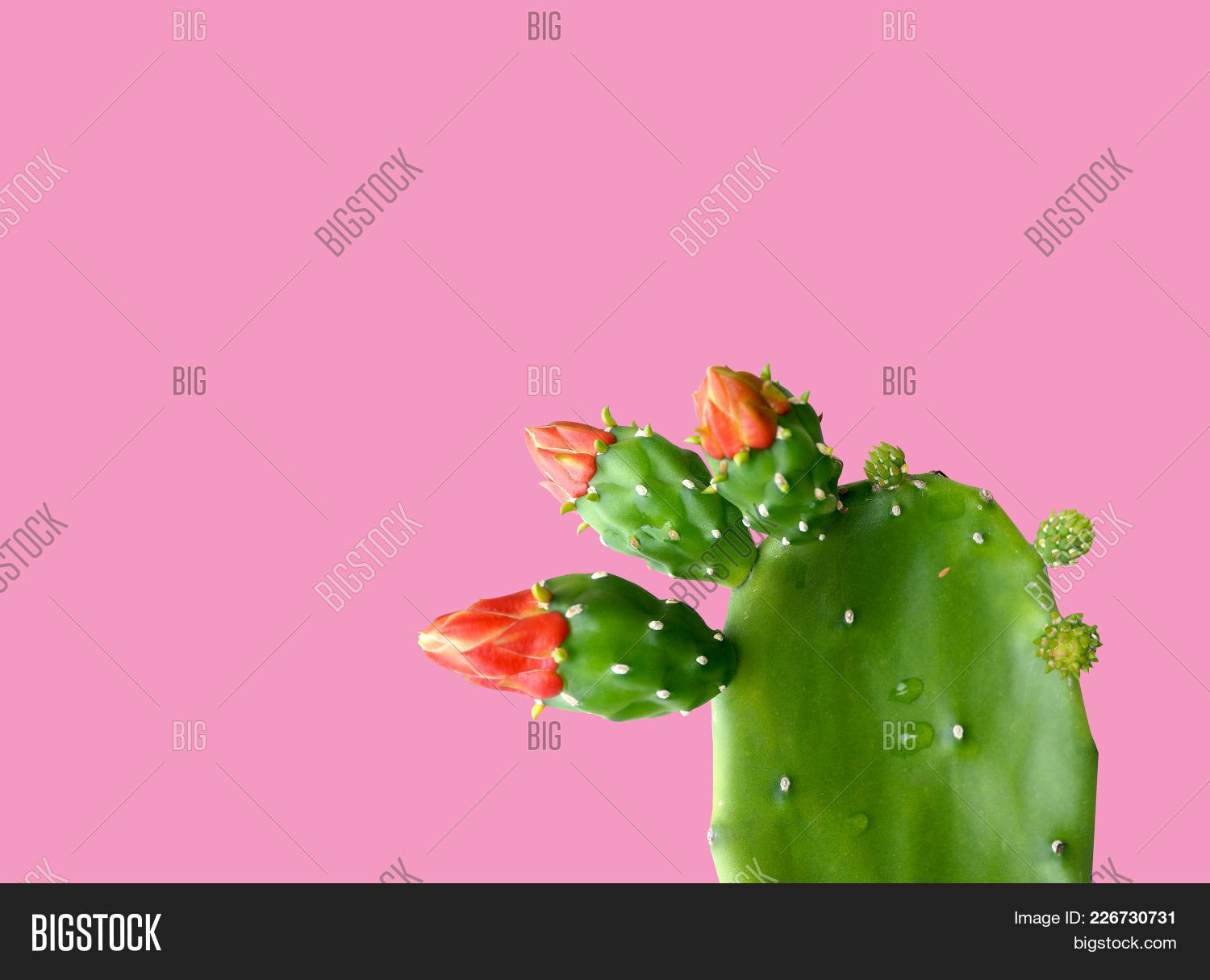 cactus plant on a pink powerpoint template cactus plant on a pink