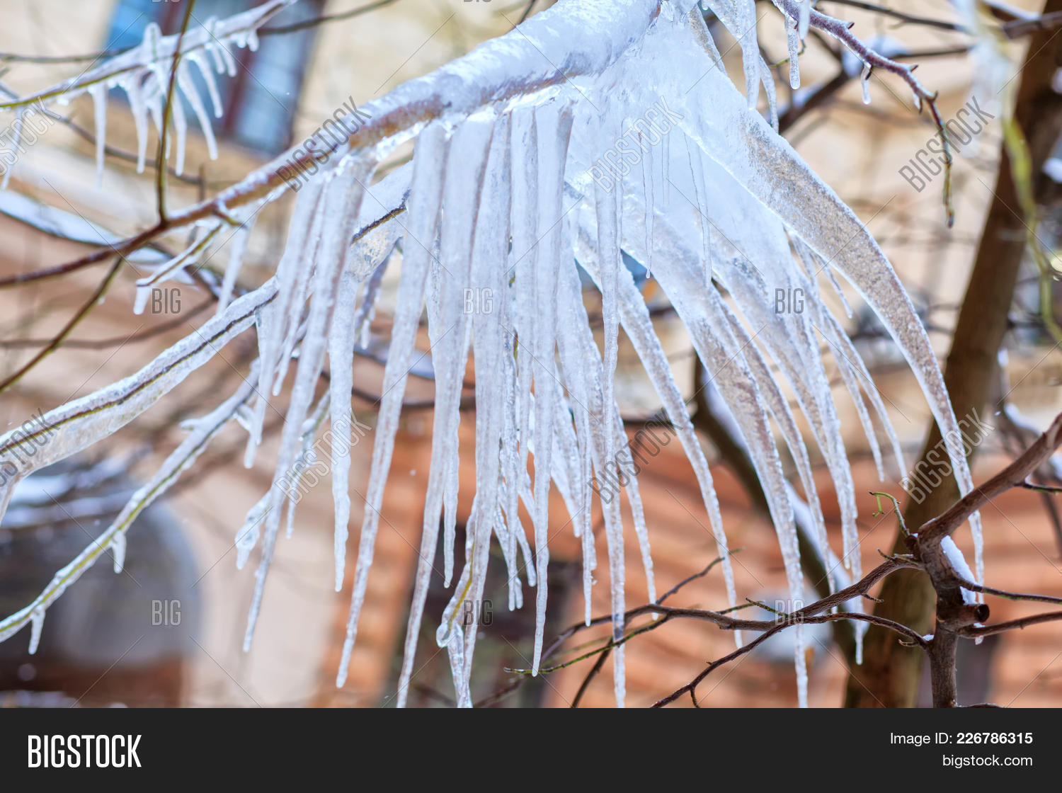 frozenplant tree branch with icicles powerpoint template