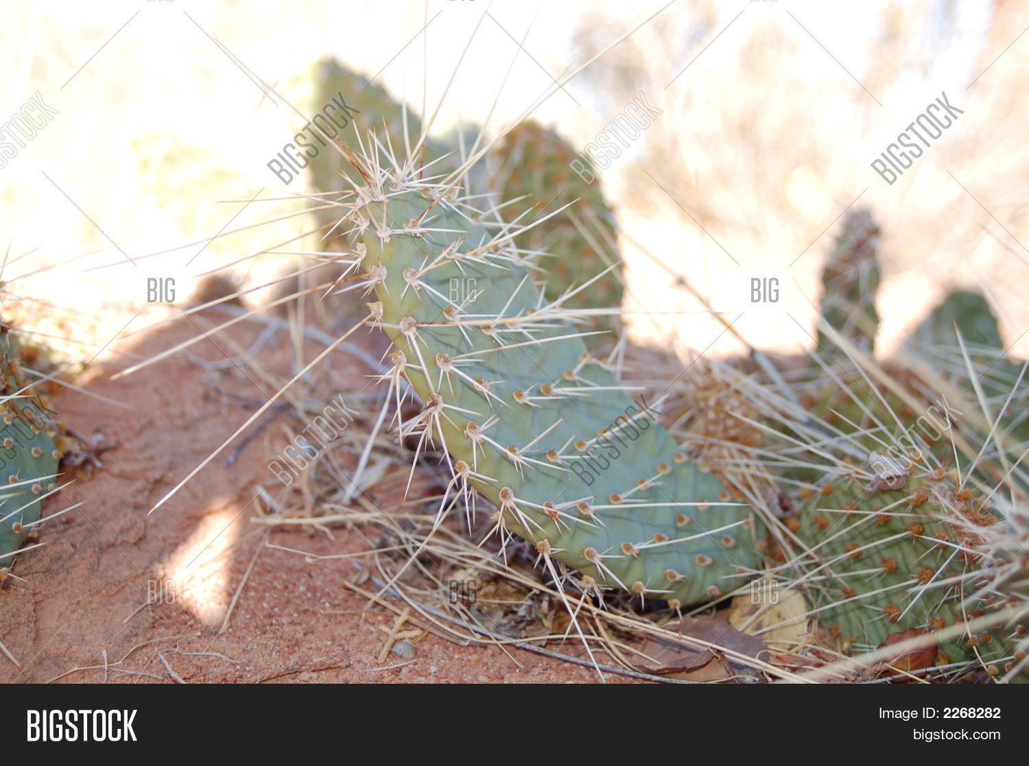 Image Preview