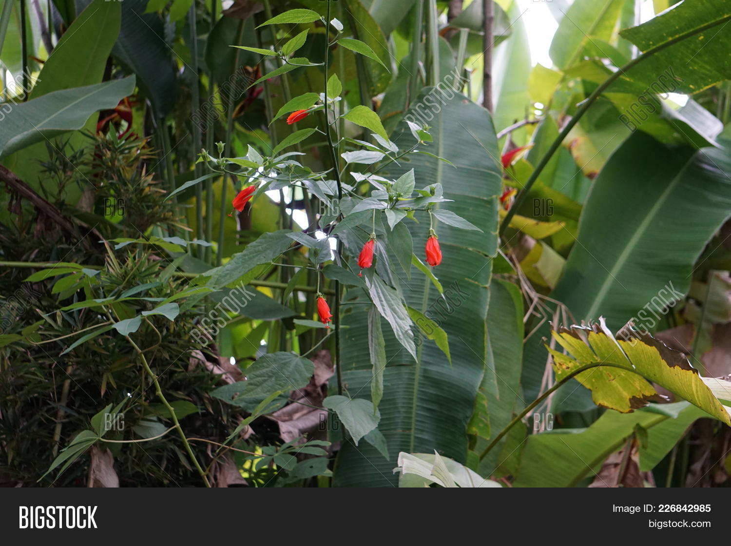 red flower in the jungle powerpoint template red flower in the
