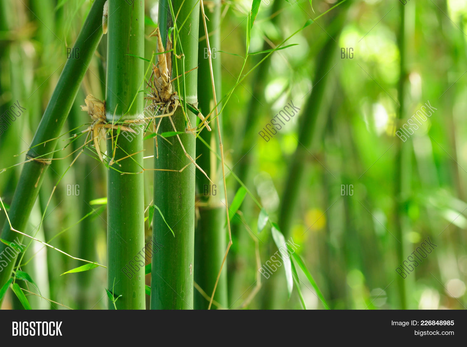 green bamboo with forest powerpoint template green bamboo with forest powerpoint background
