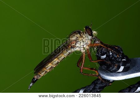 Close Up Of Robber Fly (asilidae) Or Assassin Fly