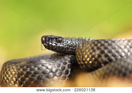 Closeup Of Vipera Berus Nikolskii, Black European Adder