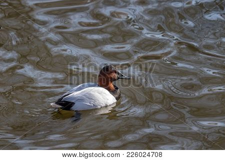 An Adult, Male Canvasback Duck Swimming In A Lake, Pond Or River