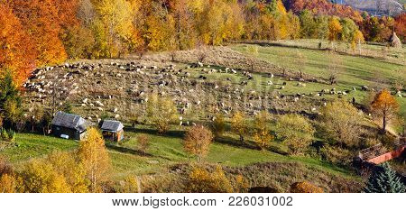 Autumn Carpathian Mountains Landscape With Multicolored Trees On Slope, Sheep Herd On Plateau Pastur