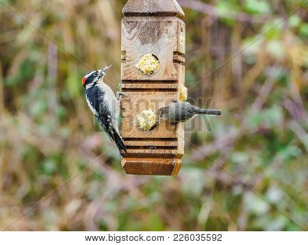 Downy Woodpecker (dryobates Pubescens)