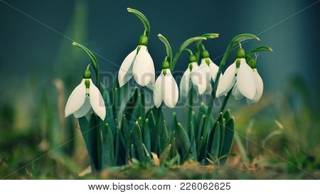 Snowdrops Spring Flowers. Beautifully Blooming In The Grass At Sunset. Delicate Snowdrop Flower Is O