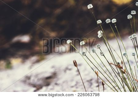 Natural Background. Eriocaulon Henryanum Ruhle On The Grass In The Forest.
