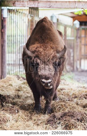 Zubr Or European Bison. In Captivity For Any Purpose