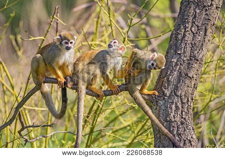 Three Common Squirrel Monkeys Playing On A Tree Branch