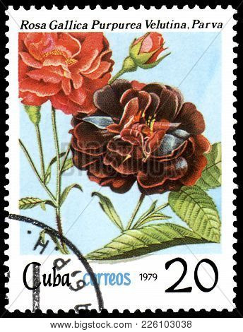 Cuba - Circa 1979: A Postage Stamp, Printed In The Cuba, Shows A Rose Gallica Purpurea Velutina, Par