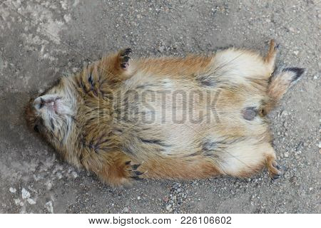 Prairie Dog Lies On A Back In The Zoo